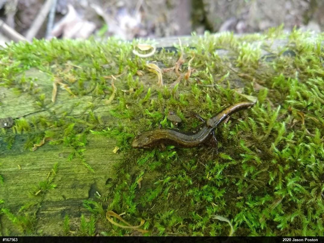 Allegheny Mountain Dusky Salamander