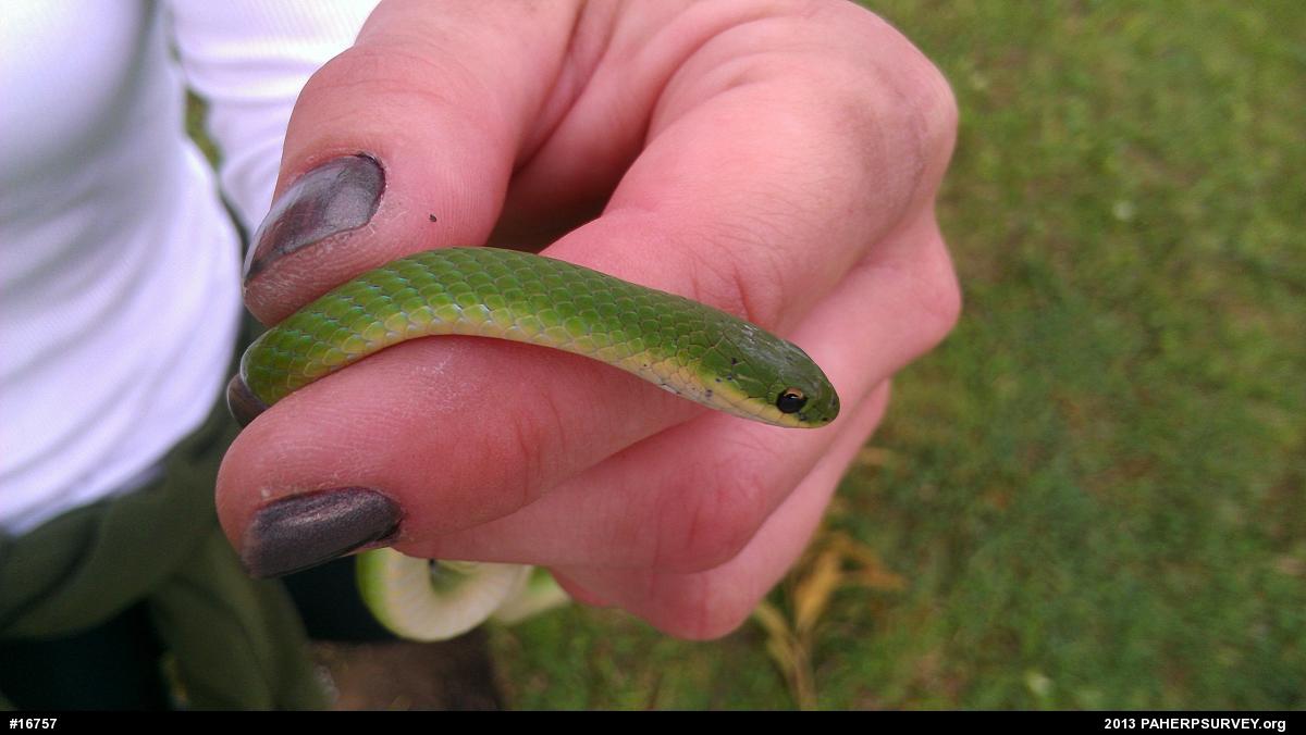 Smooth Greensnake