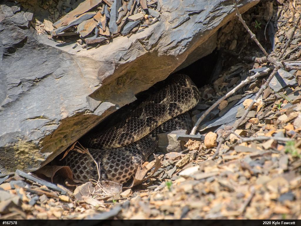 Timber Rattlesnake