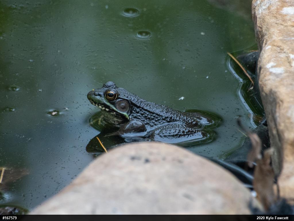 Green Frog