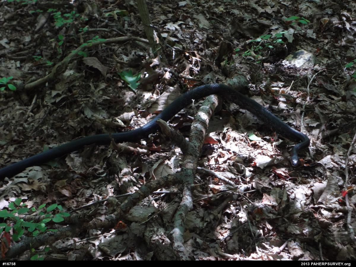 Eastern Ratsnake