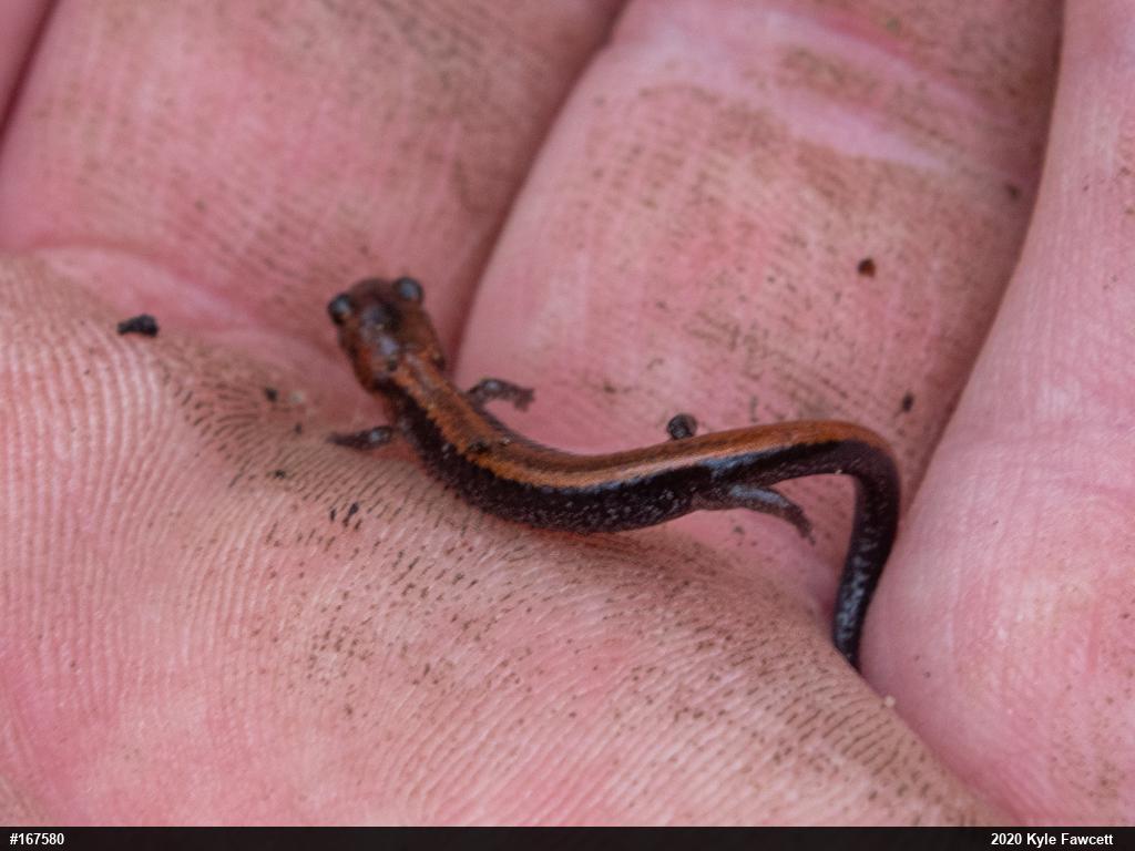 Eastern Red-backed  Salamander