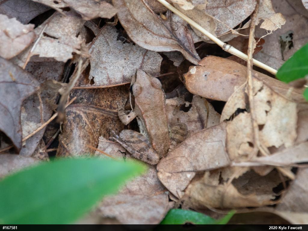 Wood Frog