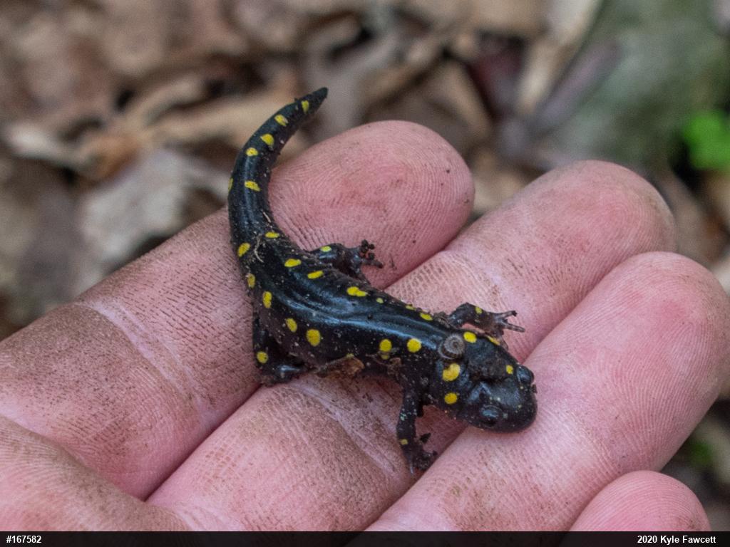 Spotted Salamander