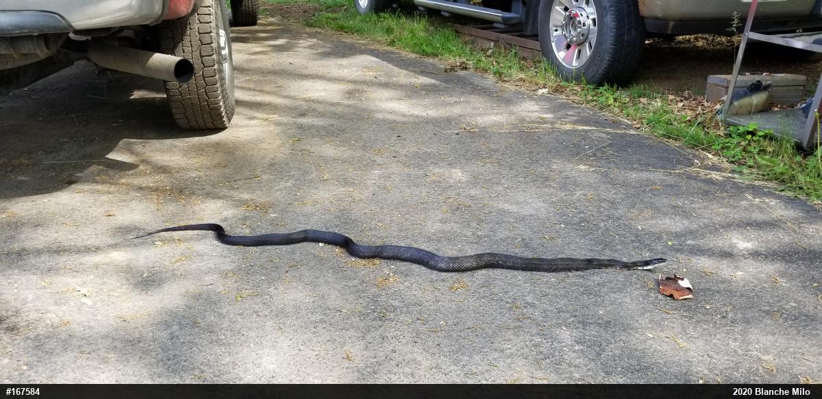 Eastern Ratsnake