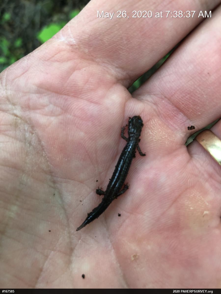 Eastern Red-backed  Salamander