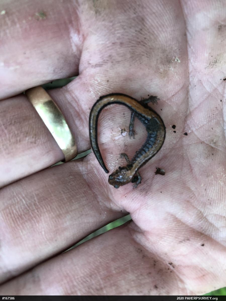 Eastern Red-backed  Salamander