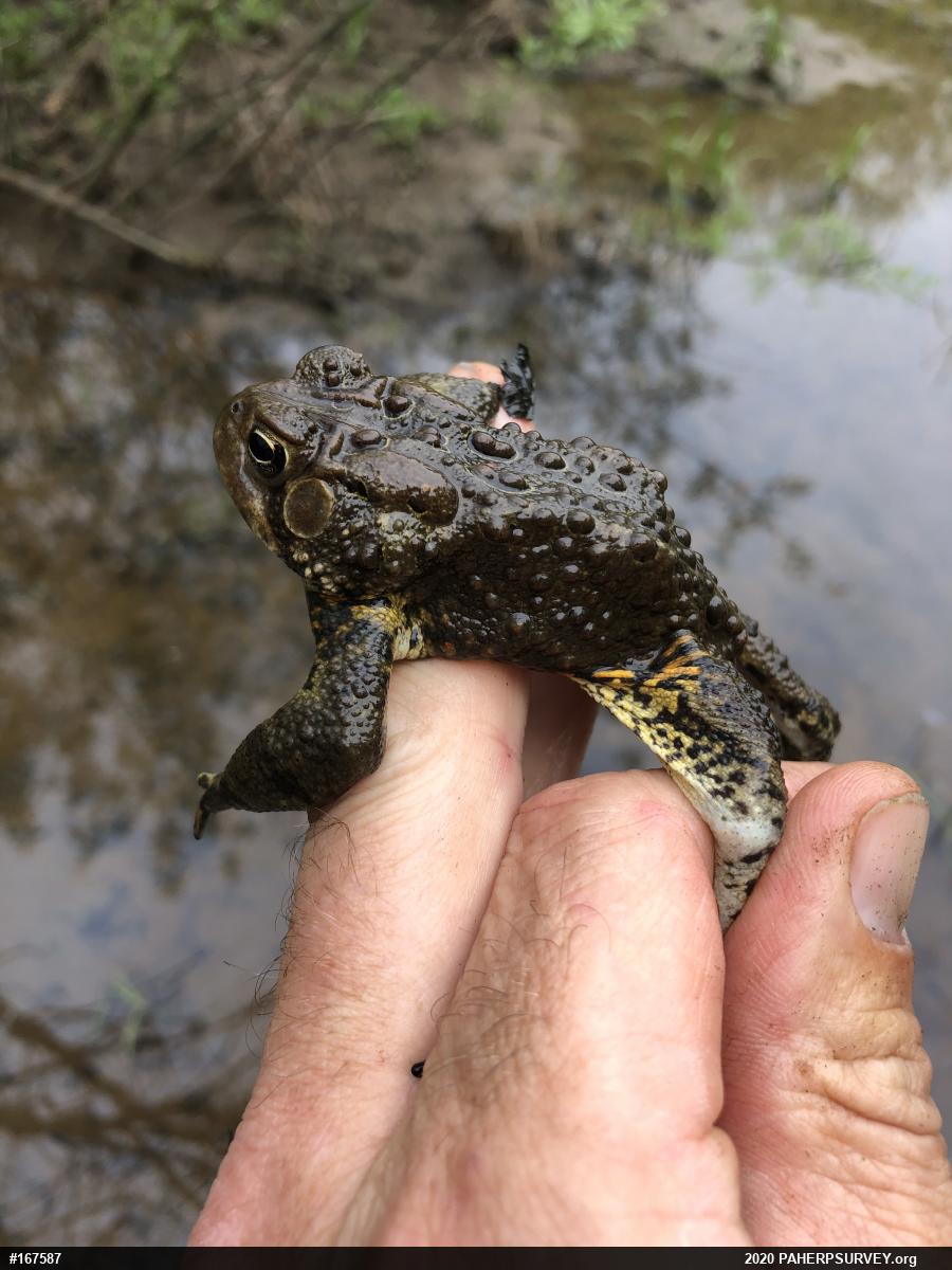 Eastern American Toad