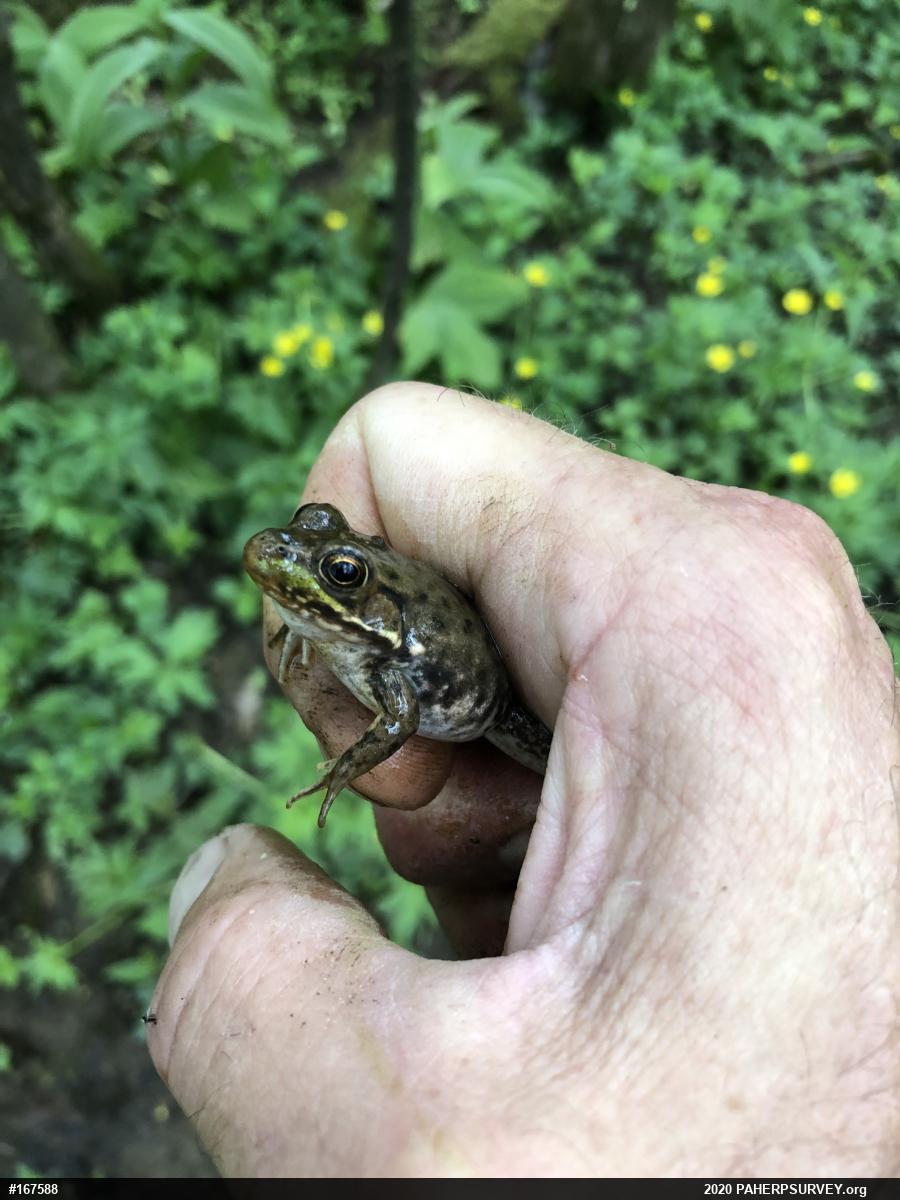 Green Frog