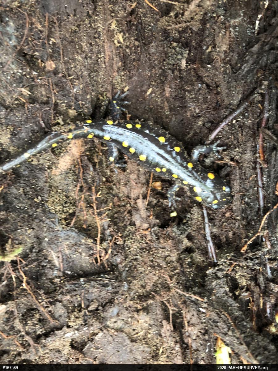 Spotted Salamander