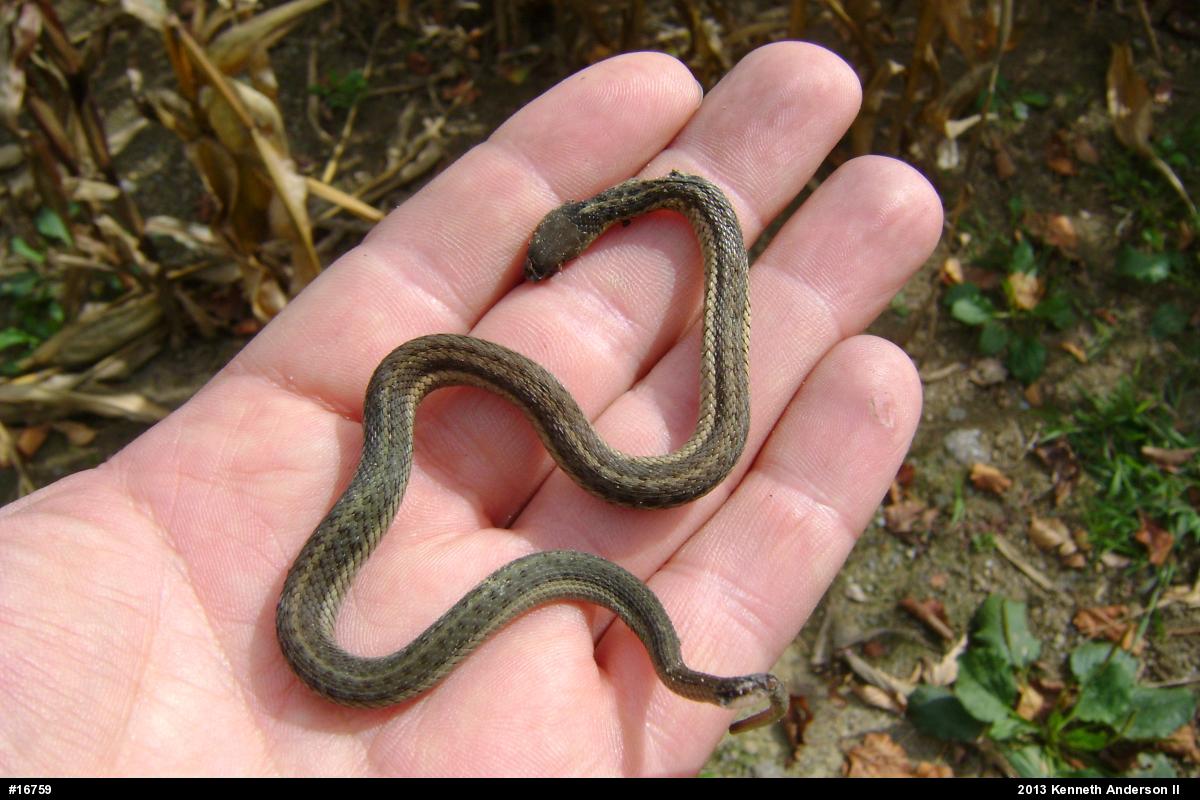 Eastern Gartersnake