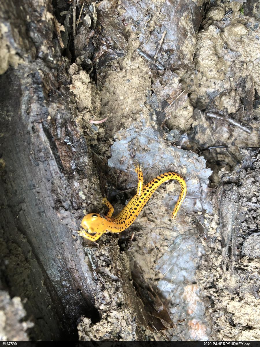 Eastern Long-tailed Salamander