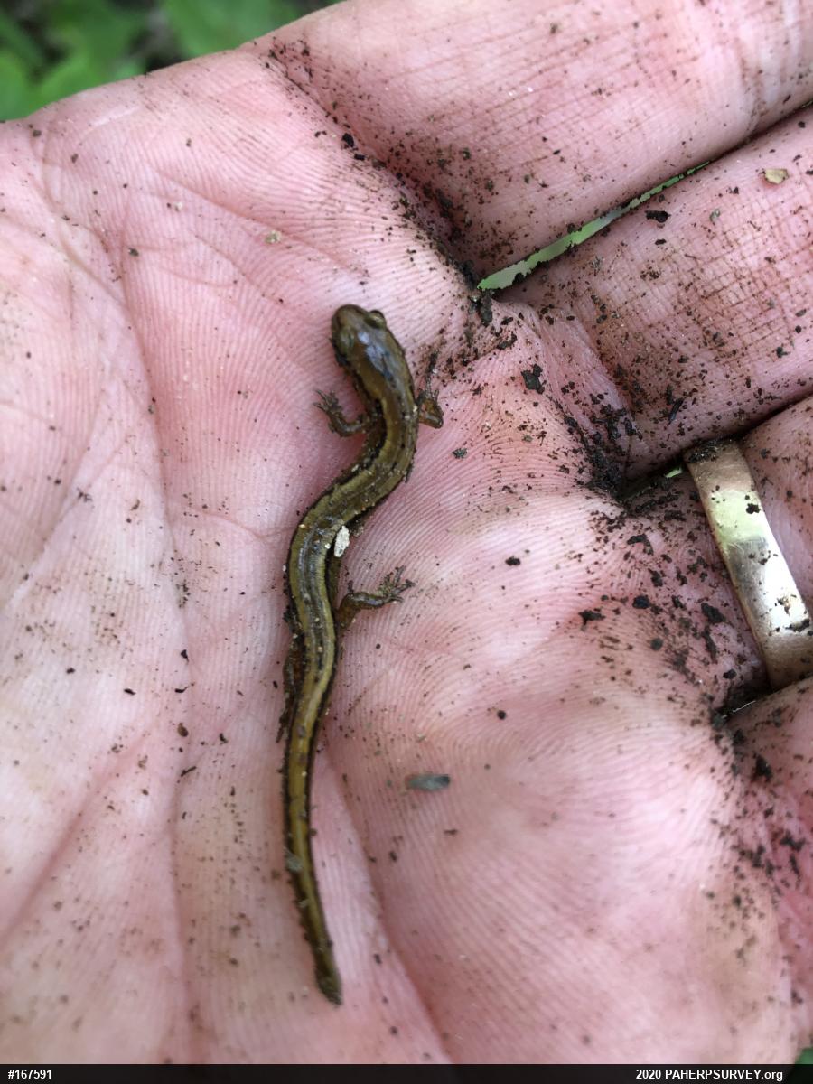 Northern Two-lined Salamander