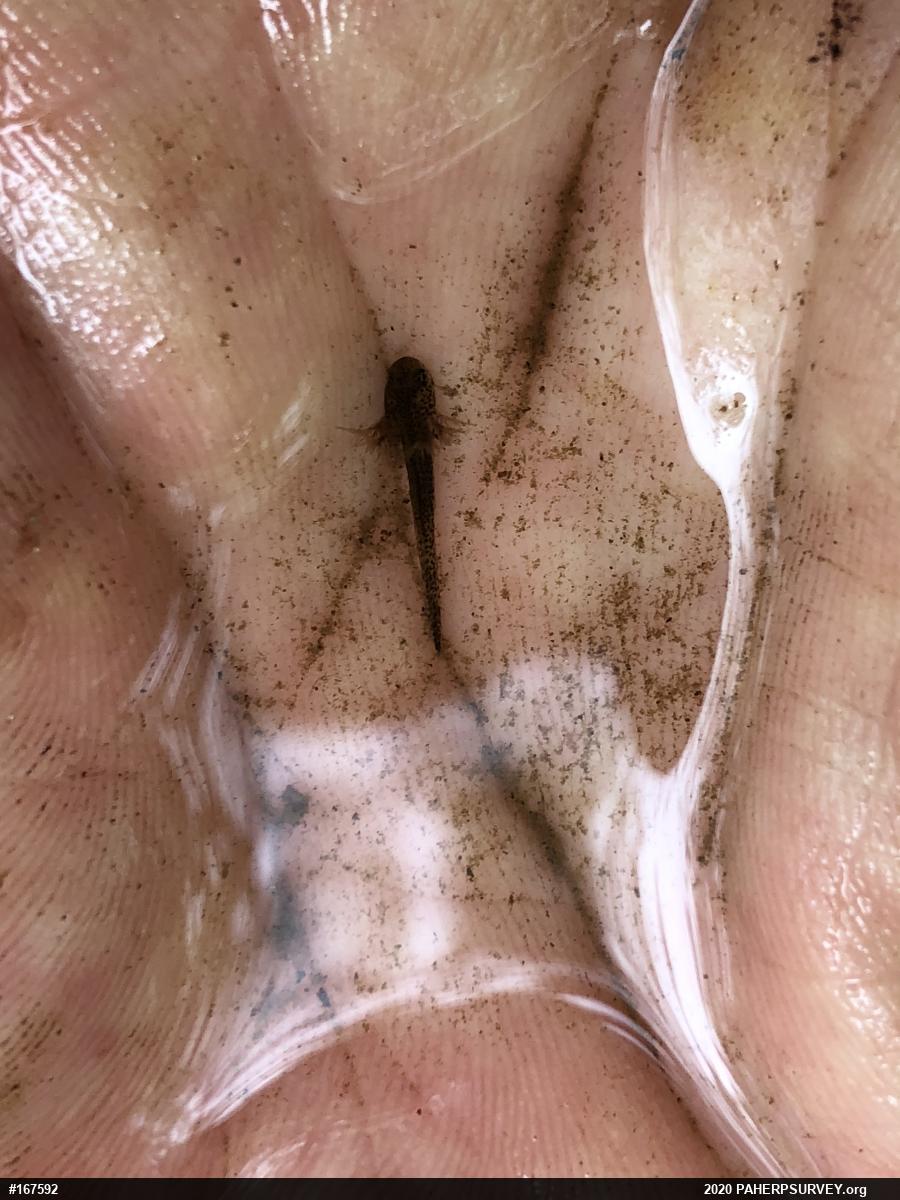 Spotted Salamander