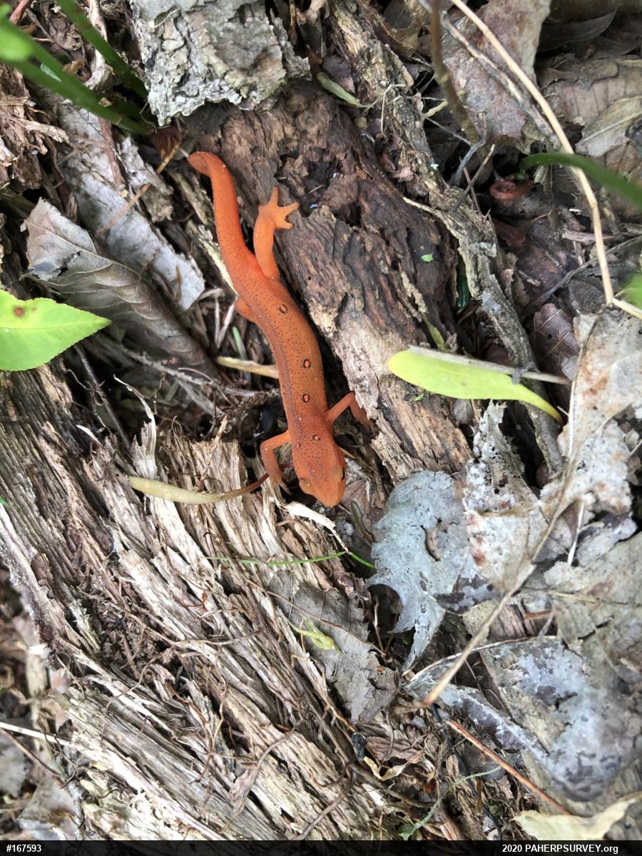 Red-spotted Newt