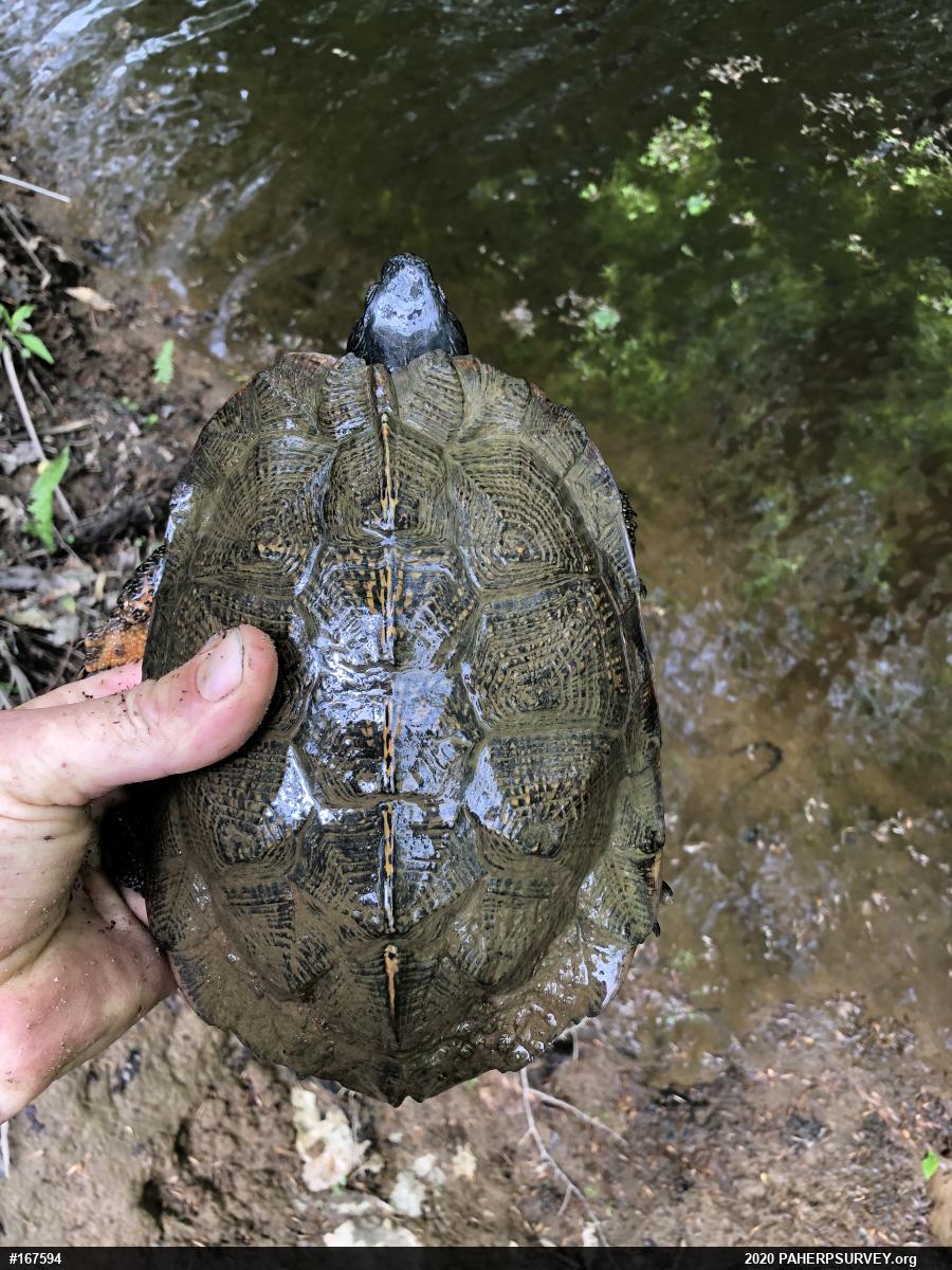 Wood Turtle