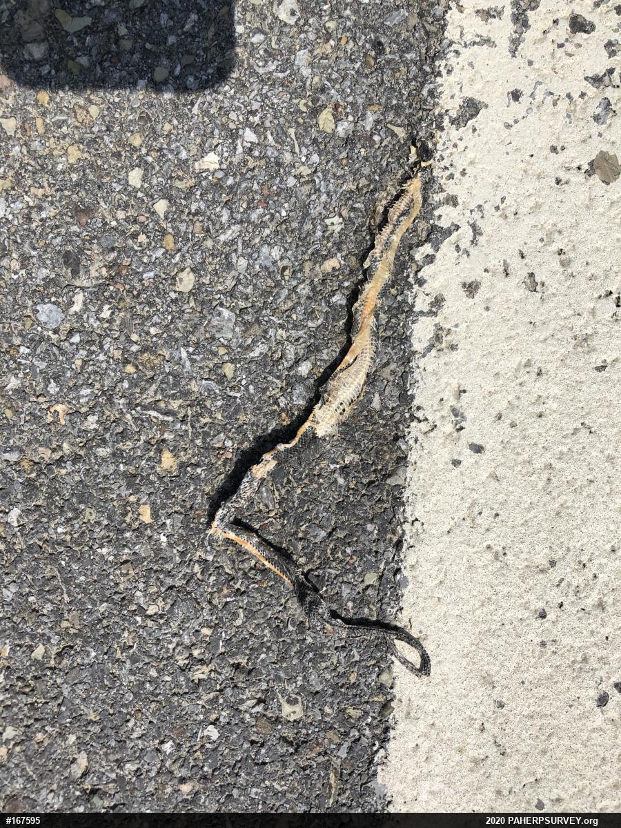Northern Ring-necked Snake