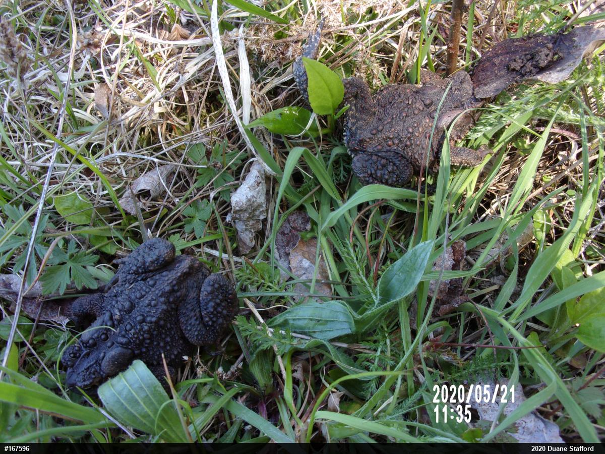Eastern American Toad