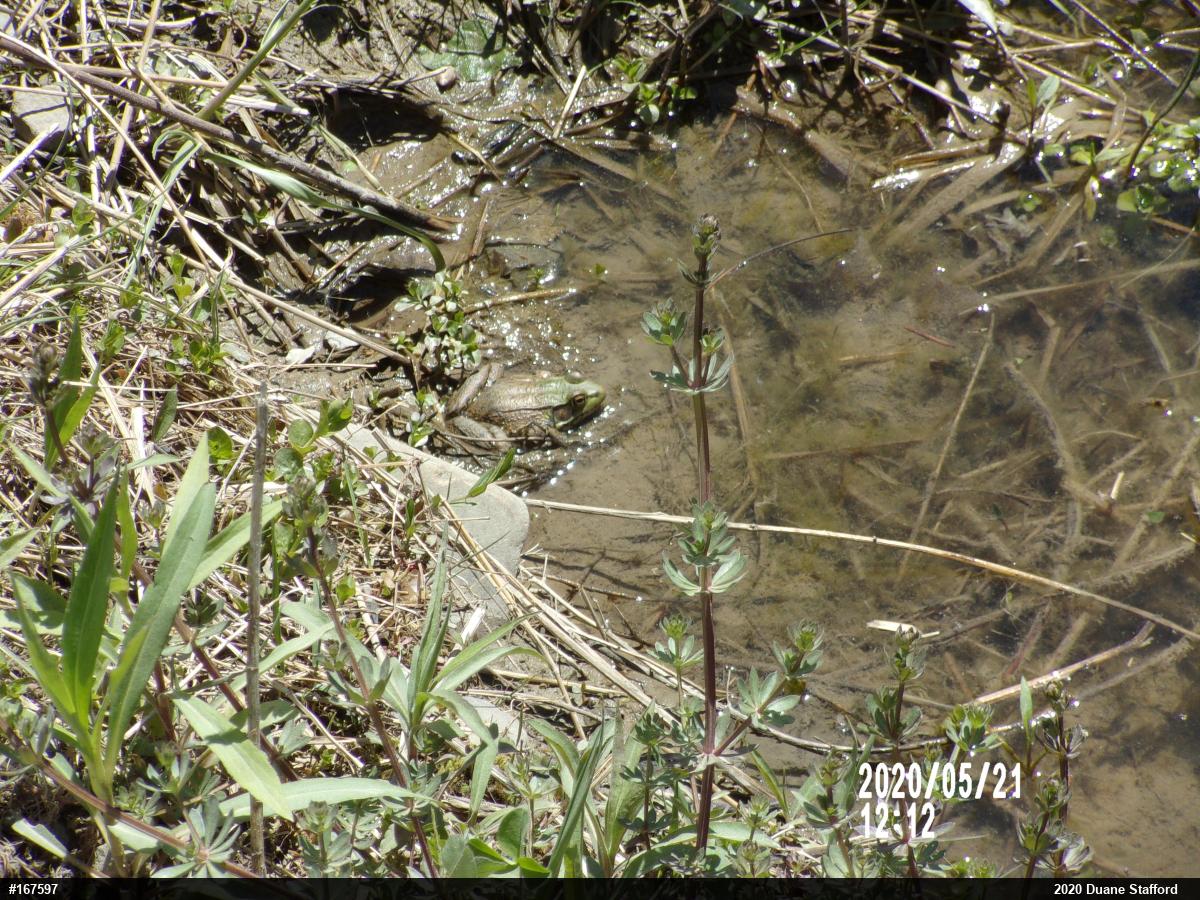 Green Frog