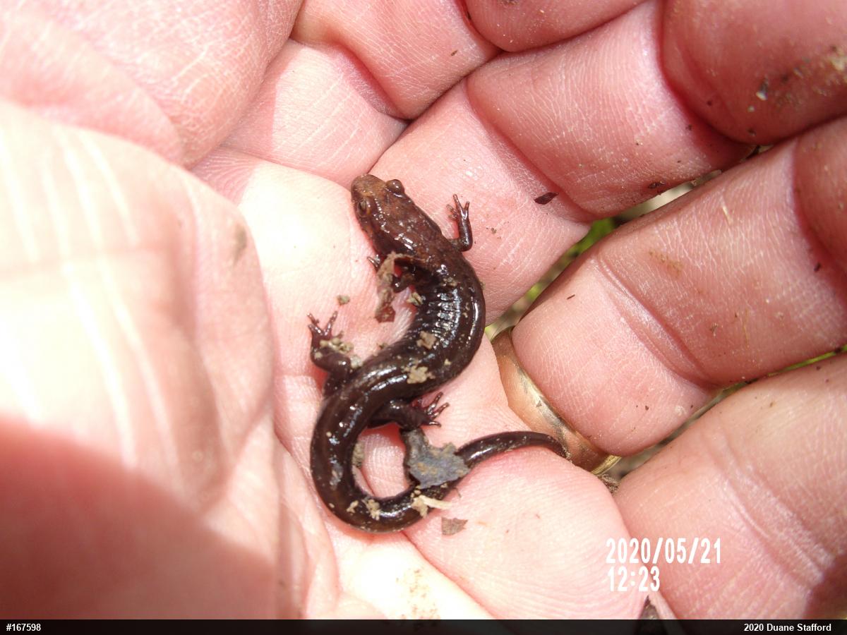 Allegheny Mountain Dusky Salamander