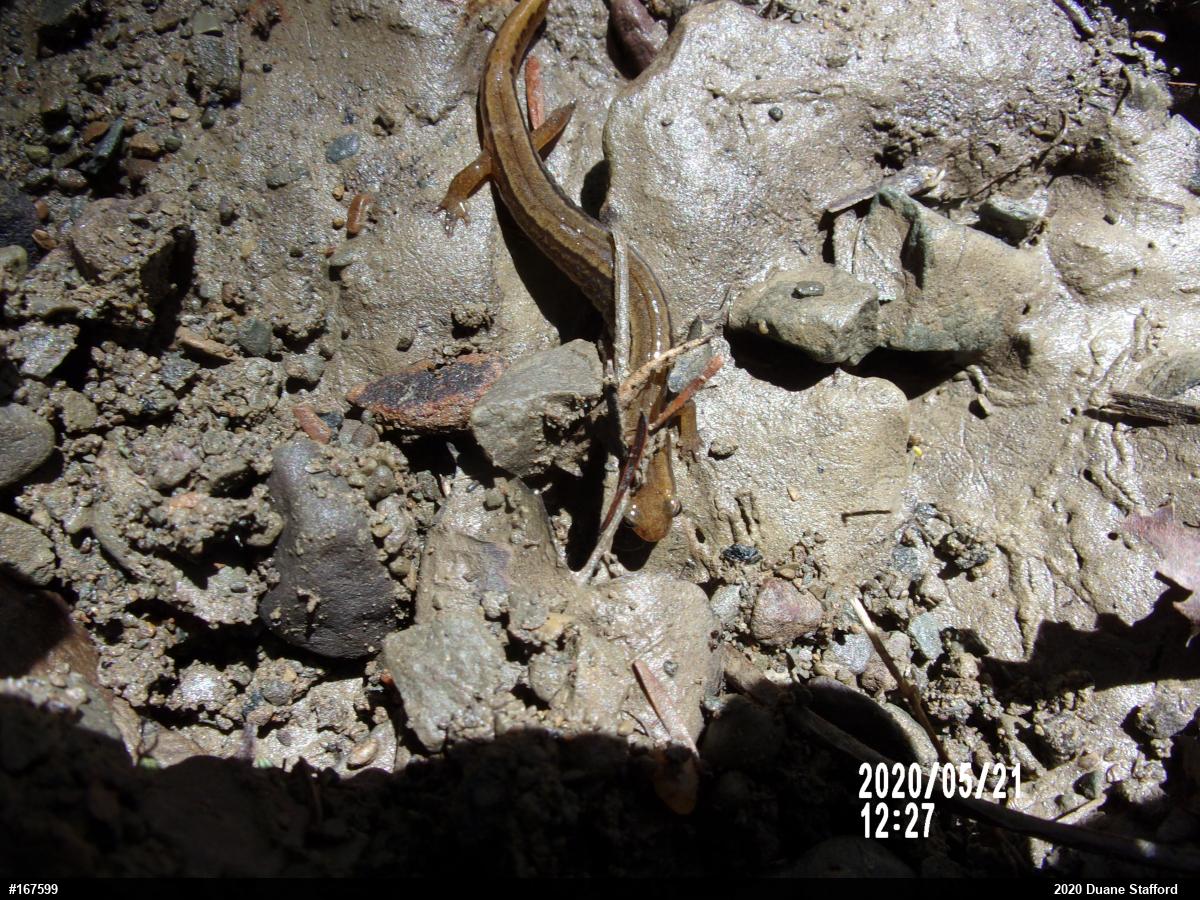 Northern Two-lined Salamander