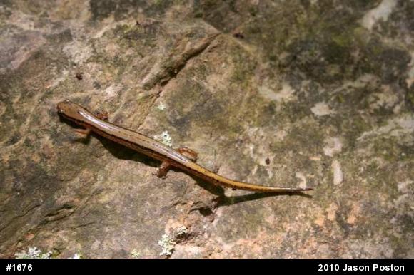 Northern Two-lined Salamander