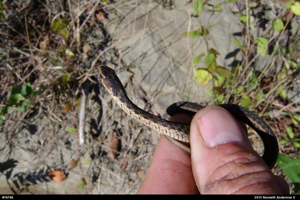 Eastern Gartersnake