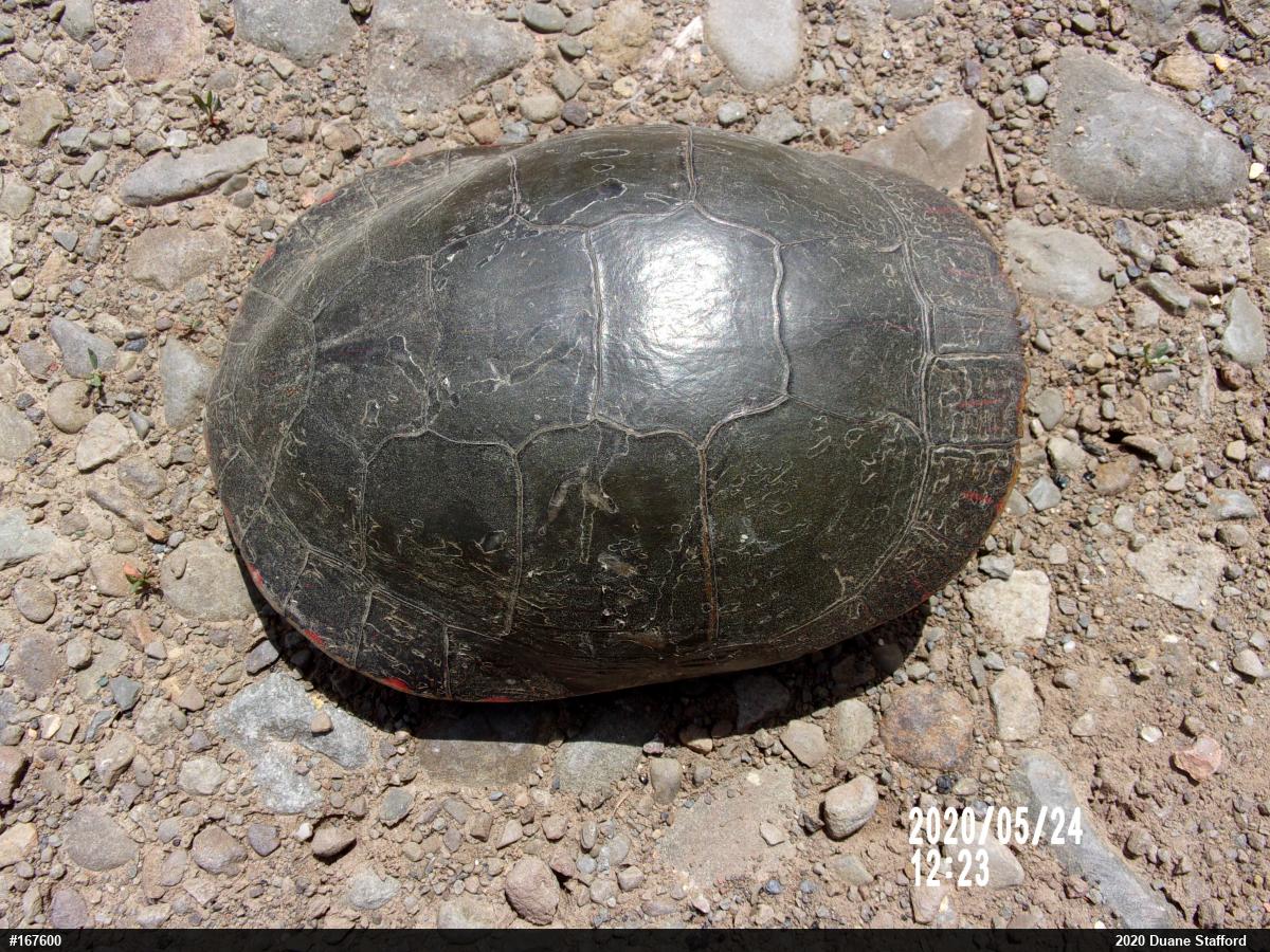 Midland Painted Turtle