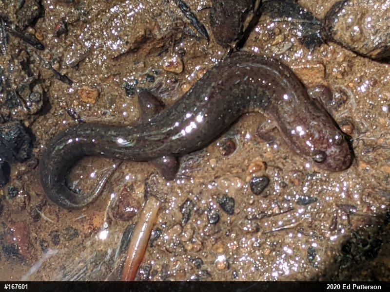 Northern Dusky Salamander