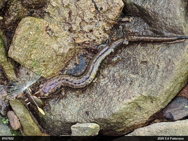 Allegheny Mountain Dusky Salamander