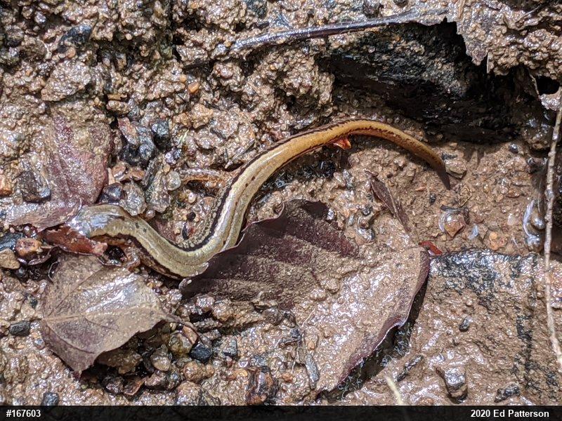 Northern Two-lined Salamander