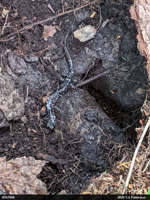 Northern Slimy Salamander