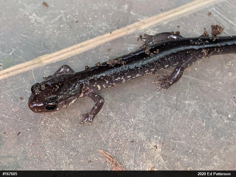 Wehrle's Salamander