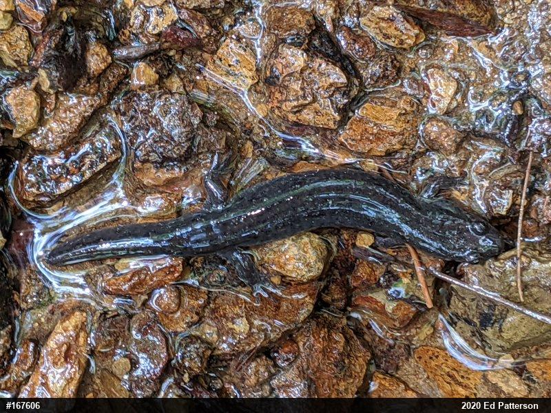 Northern Dusky Salamander