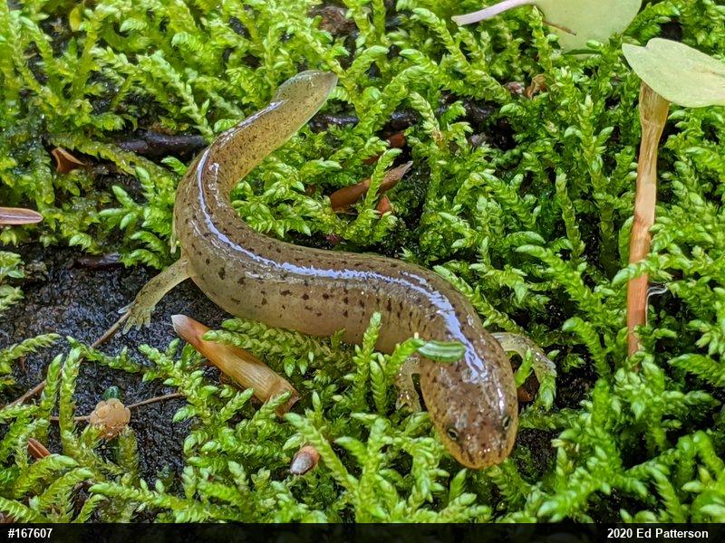 Northern Red Salamander