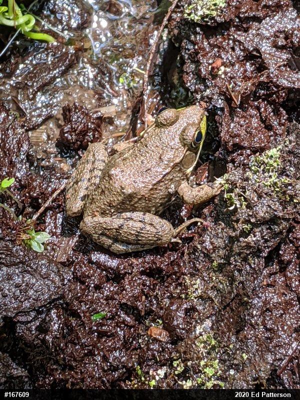 Green Frog
