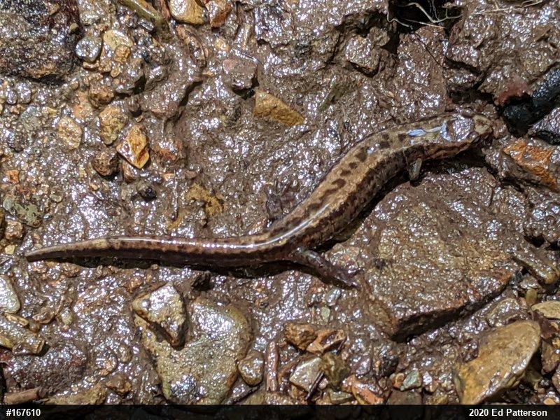 Allegheny Mountain Dusky Salamander