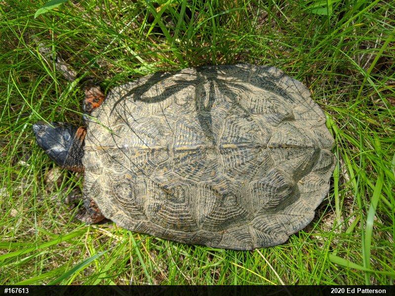 Wood Turtle
