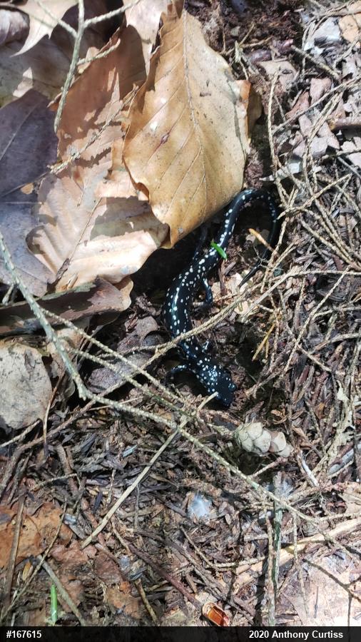 Northern Slimy Salamander