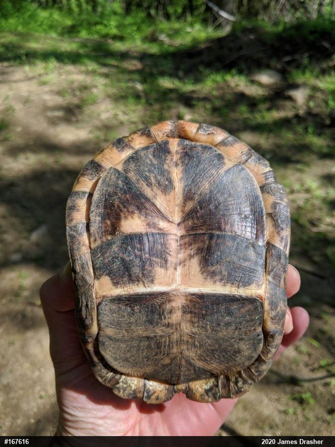 Eastern Box Turtle