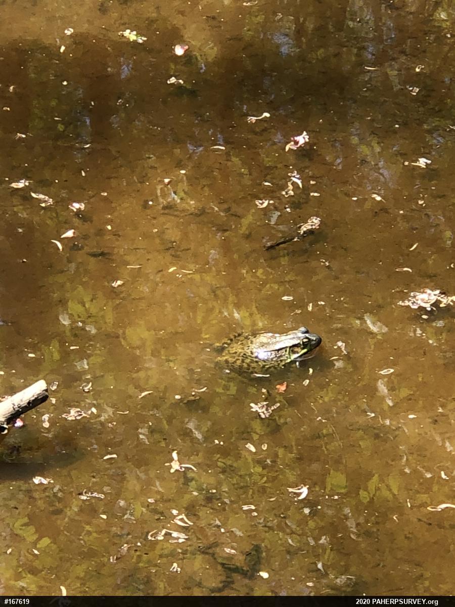 Green Frog