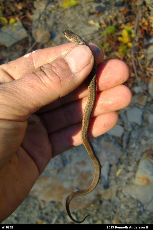 Eastern Gartersnake