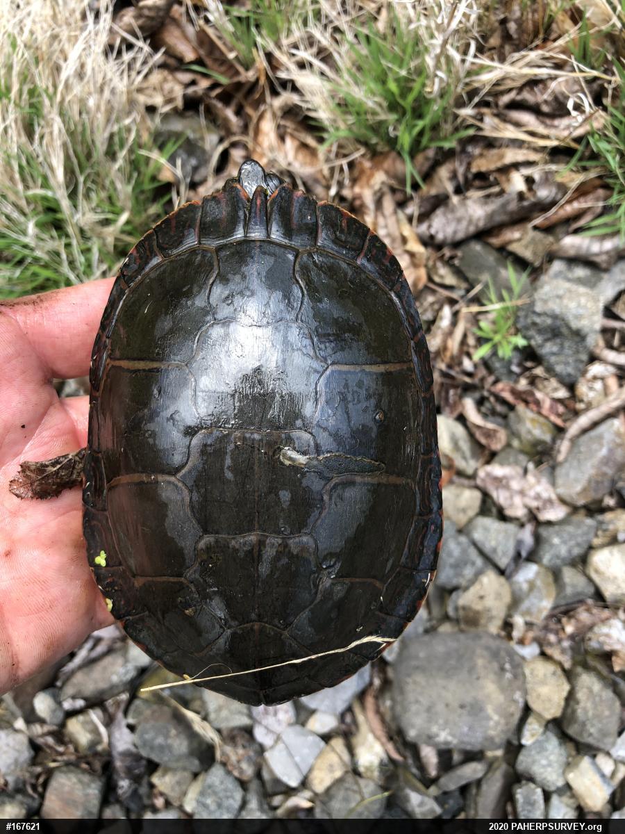 Midland Painted Turtle