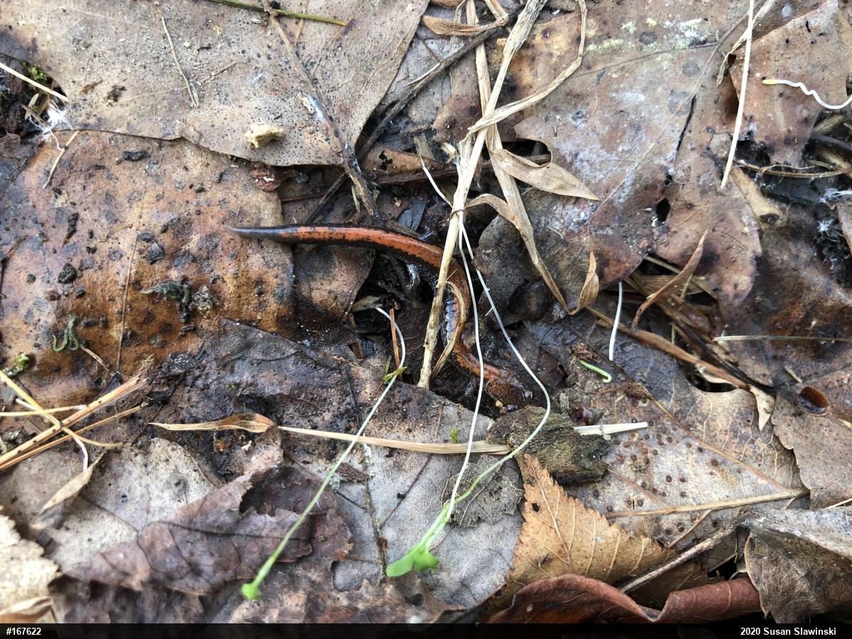 Eastern Red-backed  Salamander