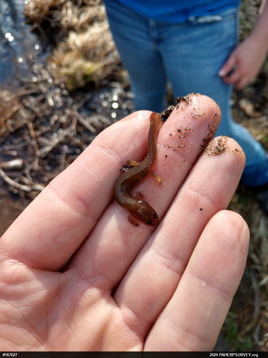 Northern Spring Salamander