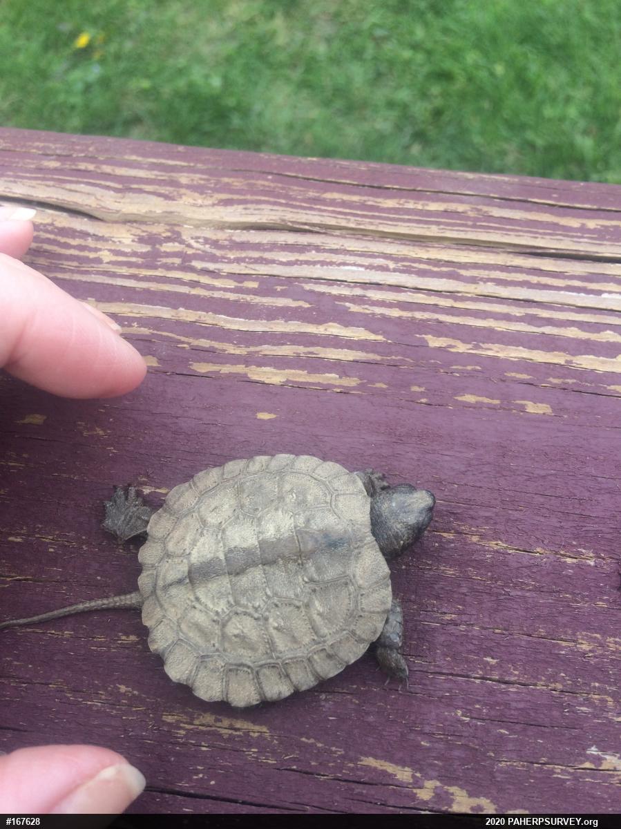 Wood Turtle