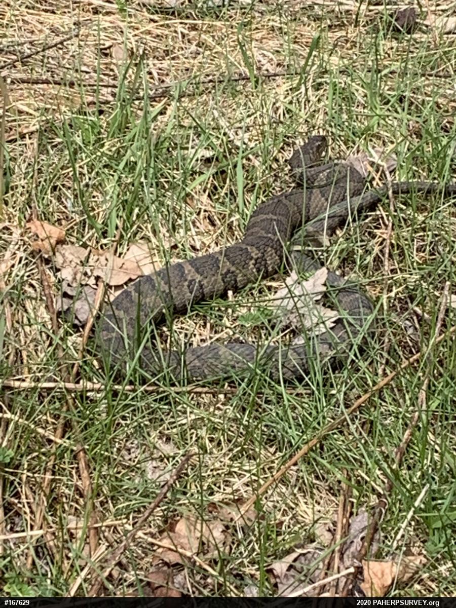 Northern Watersnake