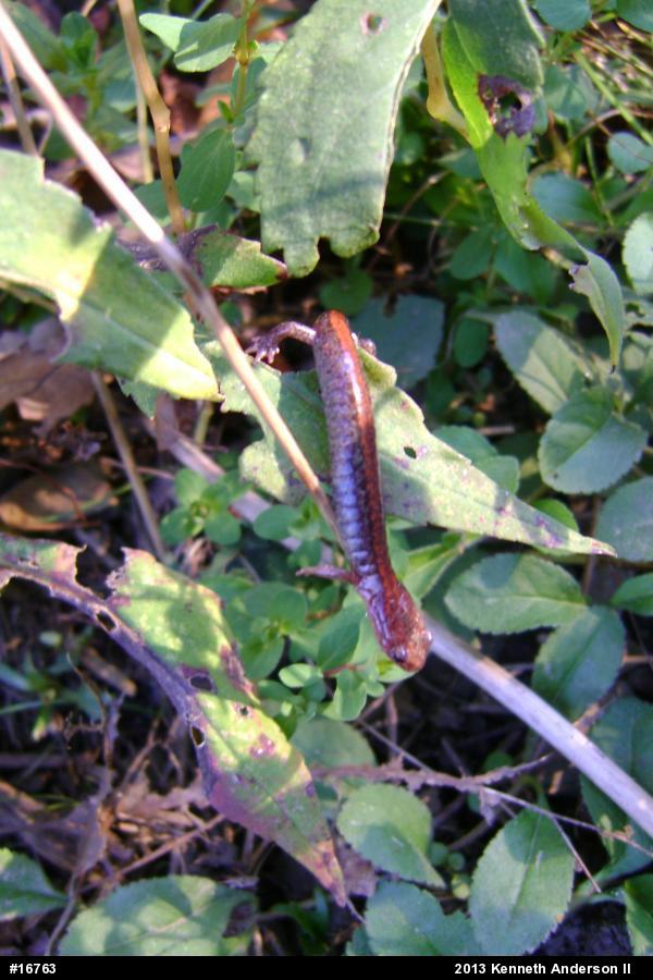 Eastern Red-backed  Salamander