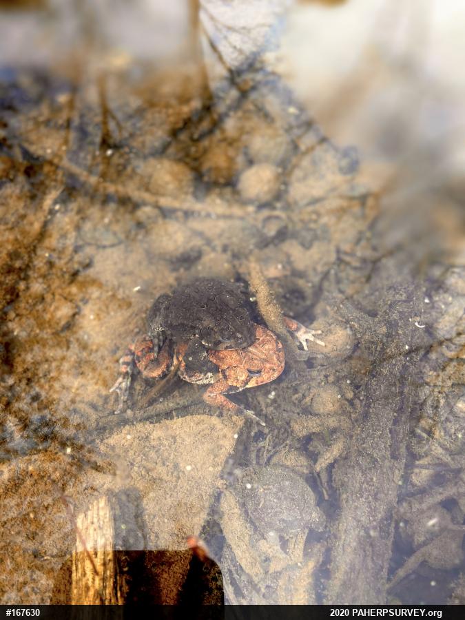 Eastern American Toad