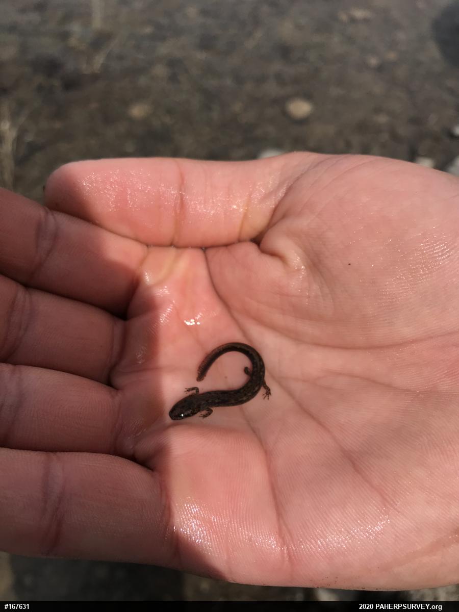 Northern Two-lined Salamander